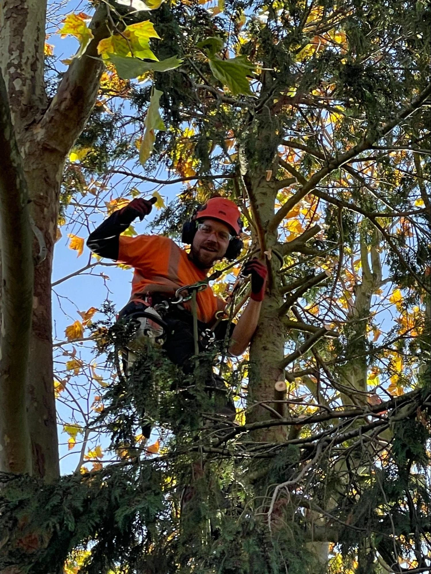 Dartford Tree Care Experts
